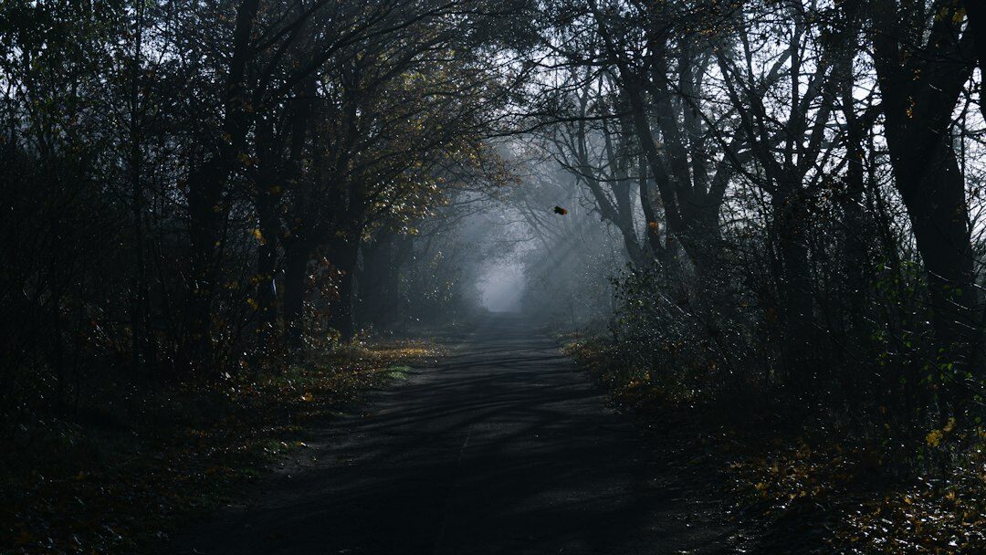 dark foggy forest